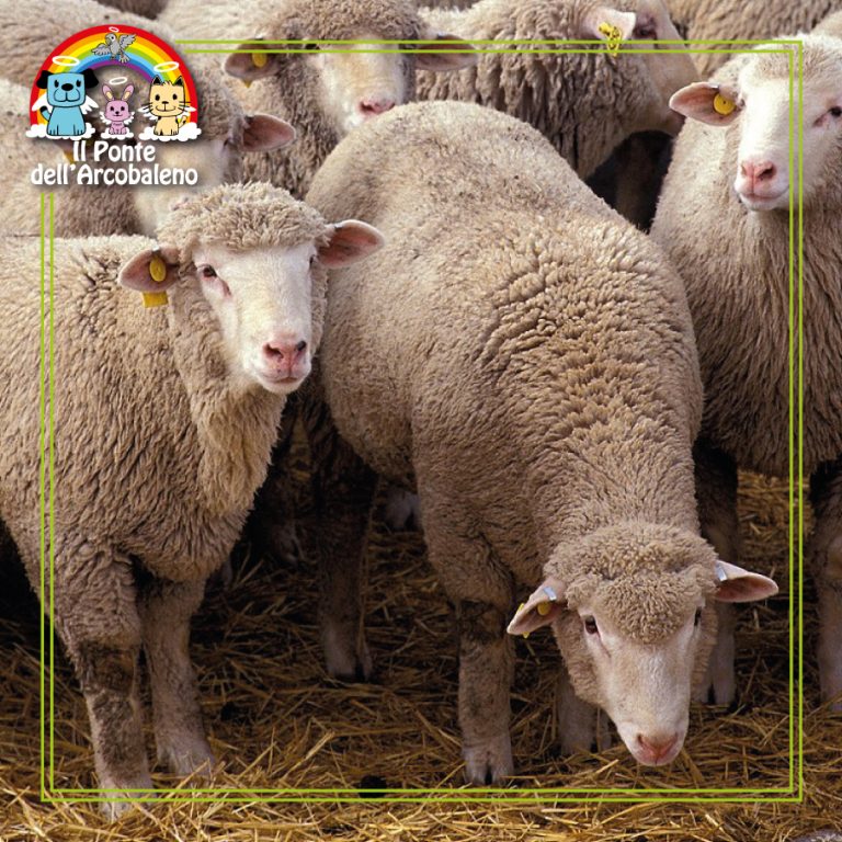 Le pecore e alcune curiosità da sapere