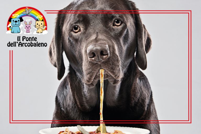 5 curiosità da sapere sull’alimentazione del vostro cane: cibi da evitare per non farlo ammalare