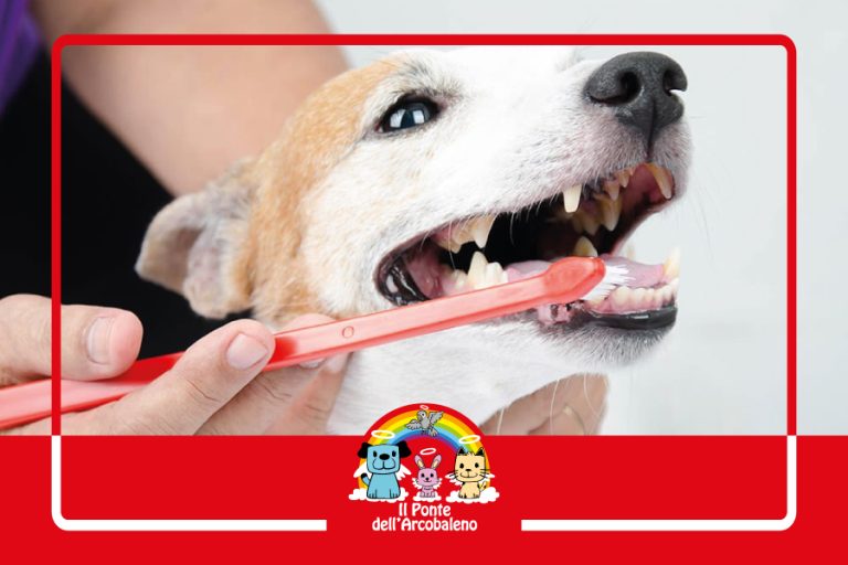 Febbraio, celebriamo il Mese Nazionale della Cura Dentale per Animali Domestici: L’importanza dell’igiene orale per Cani e Gatti