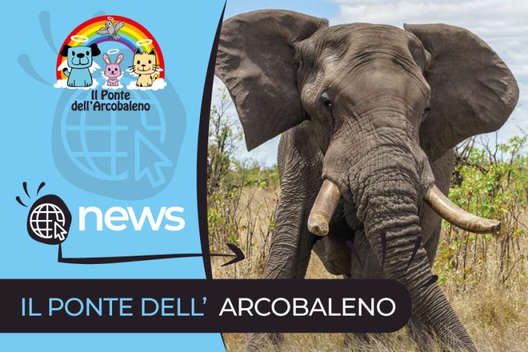 Agosto: Mese delle Curiosità sugli Animali Giganti dal Ponte dell’Arcobaleno