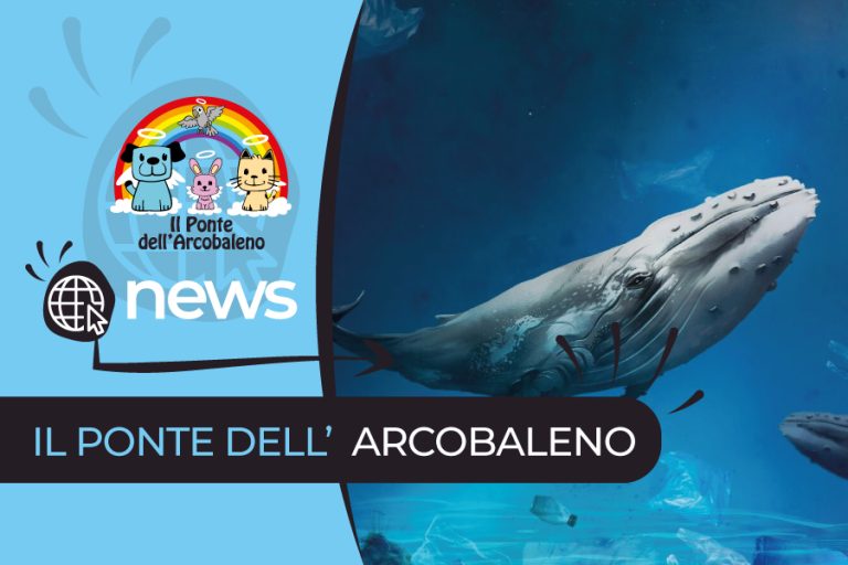 Scoperte di Agosto: Gli Animali di Taglia Grande che Incantano al Ponte dell’Arcobaleno