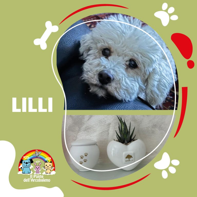 Lilli