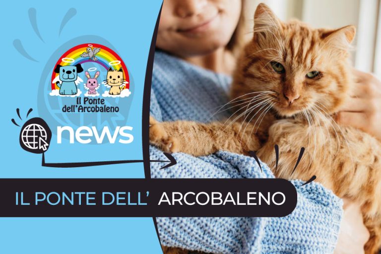 Scopri le Tradizioni e i Miti Autunnali con “Il Ponte dell’Arcobaleno Cremazione Animali” di Barletta