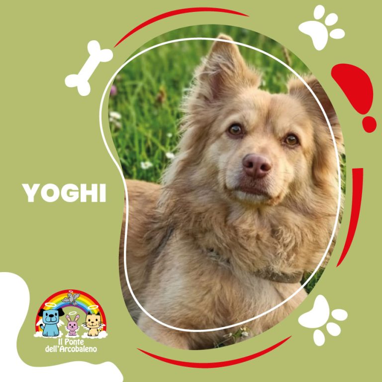 Yoghi
