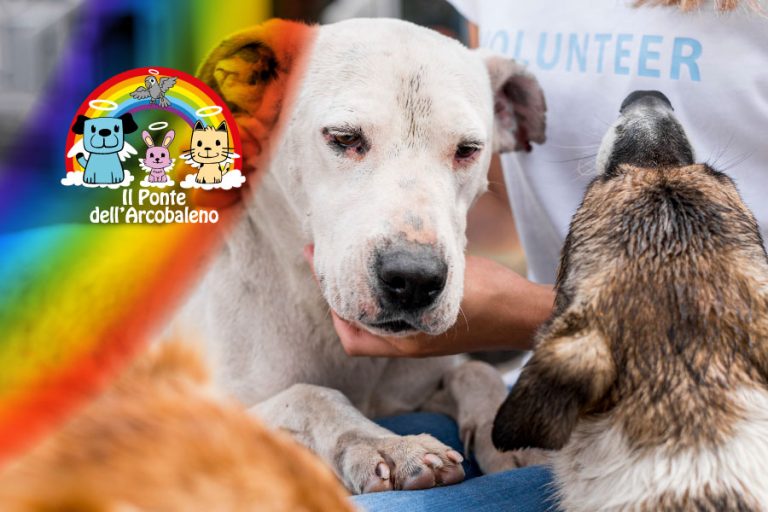 Puglia e la crescente attenzione verso la cremazione degli animali domestici