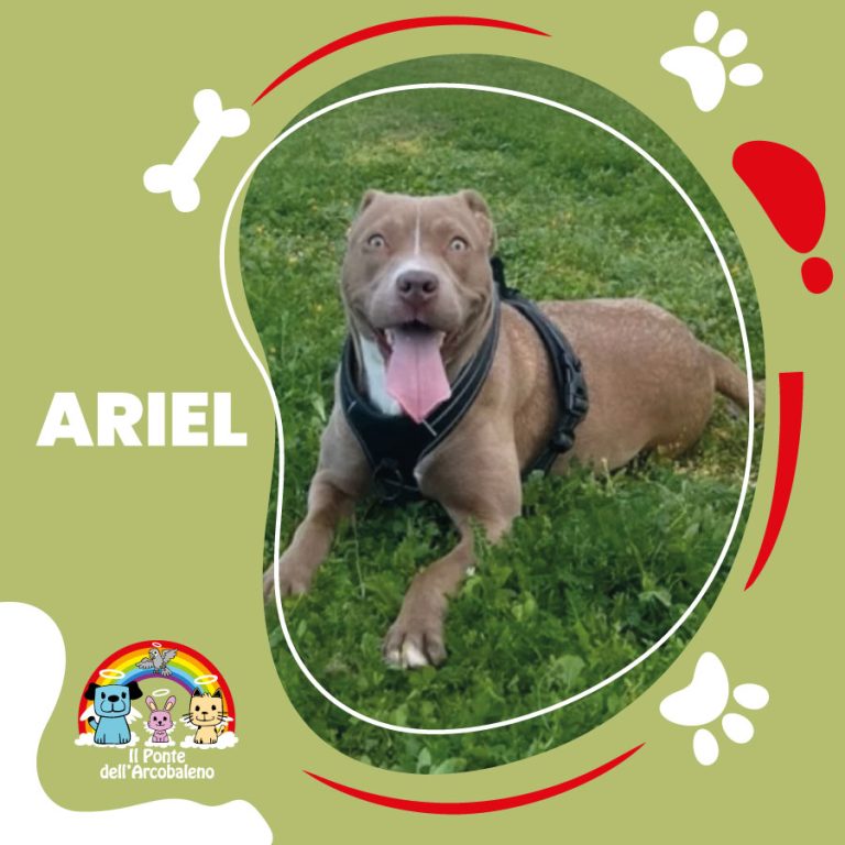 Ariel