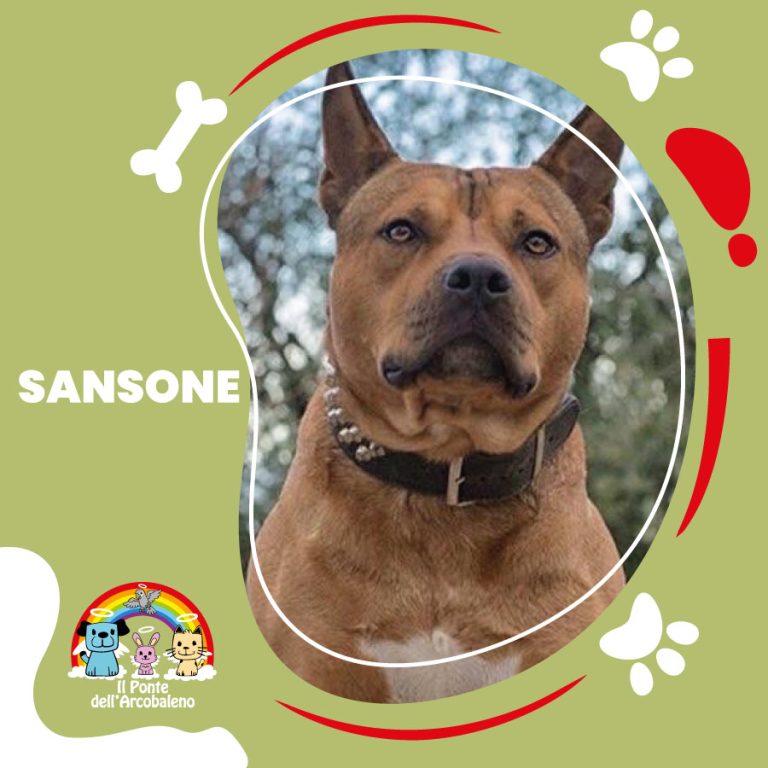Sansone