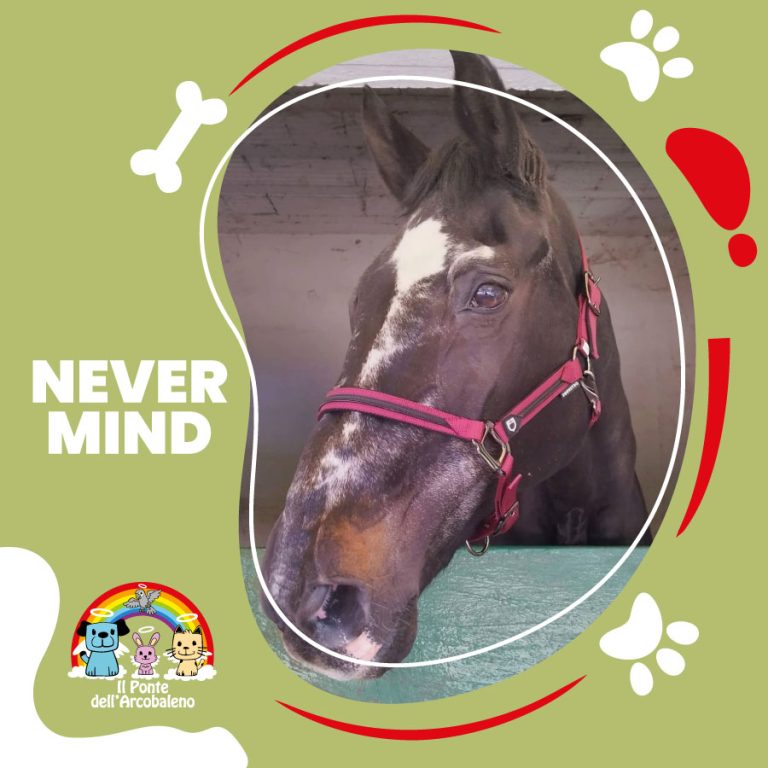 Never Mind