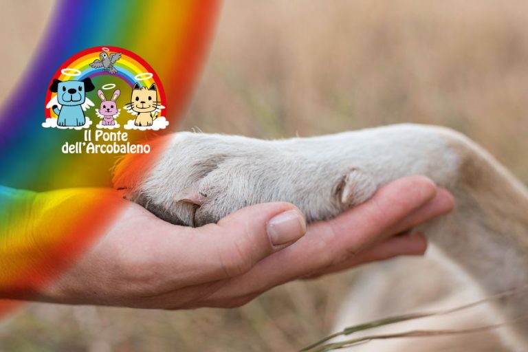L’impronta di una zampa può raccontare un amore eterno