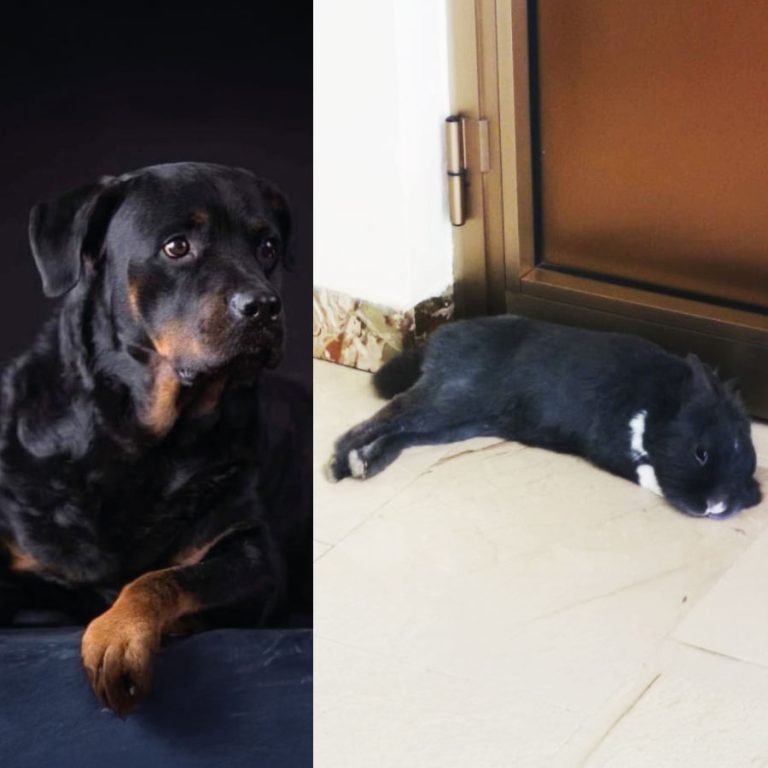 Nerone e Momo