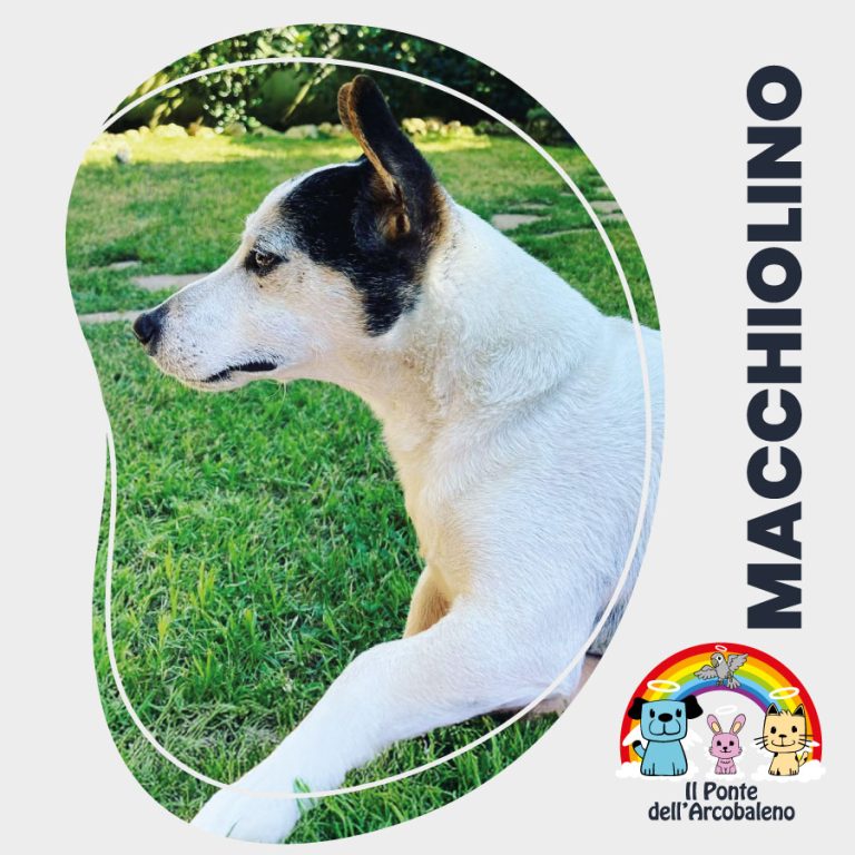 Macchiolino