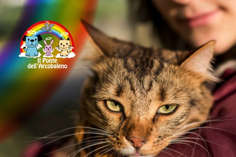 Le fusa dei gatti raccontano emozioni che pochi conoscono davvero
