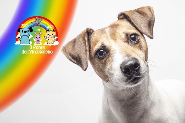 Perché i cani inclinano la testa quando ascoltano la nostra voce