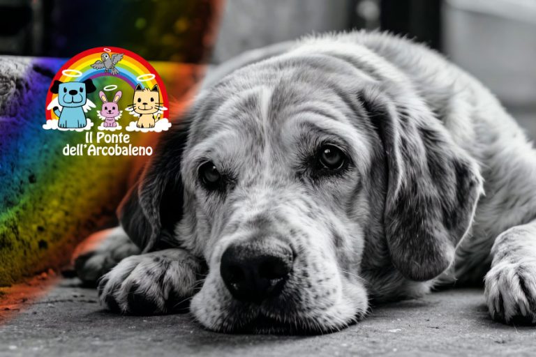 Quando gli animali invecchiano, ogni carezza diventa ancora più preziosa